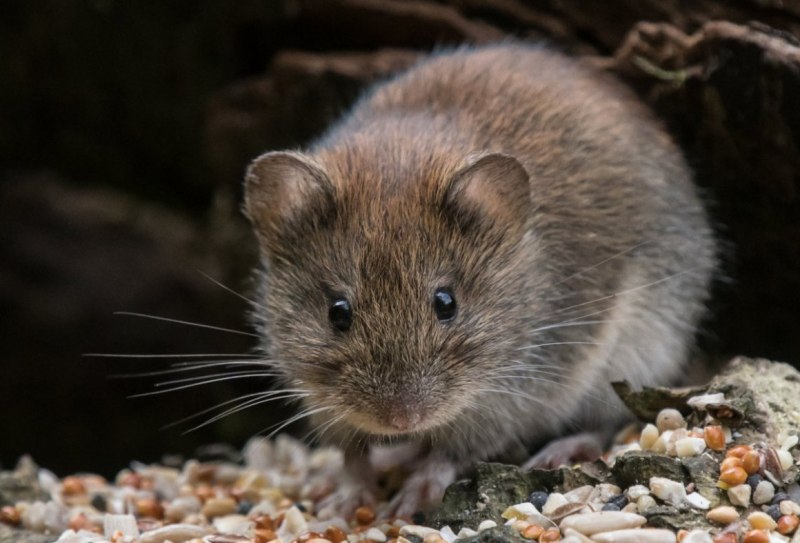 Лесная мышь (Apodemus sylvaticus)