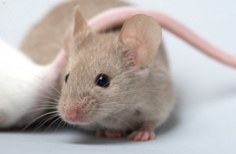 Apodemus sylvaticus