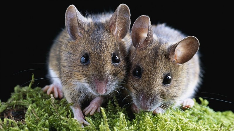 Mus musculus домовая мышь