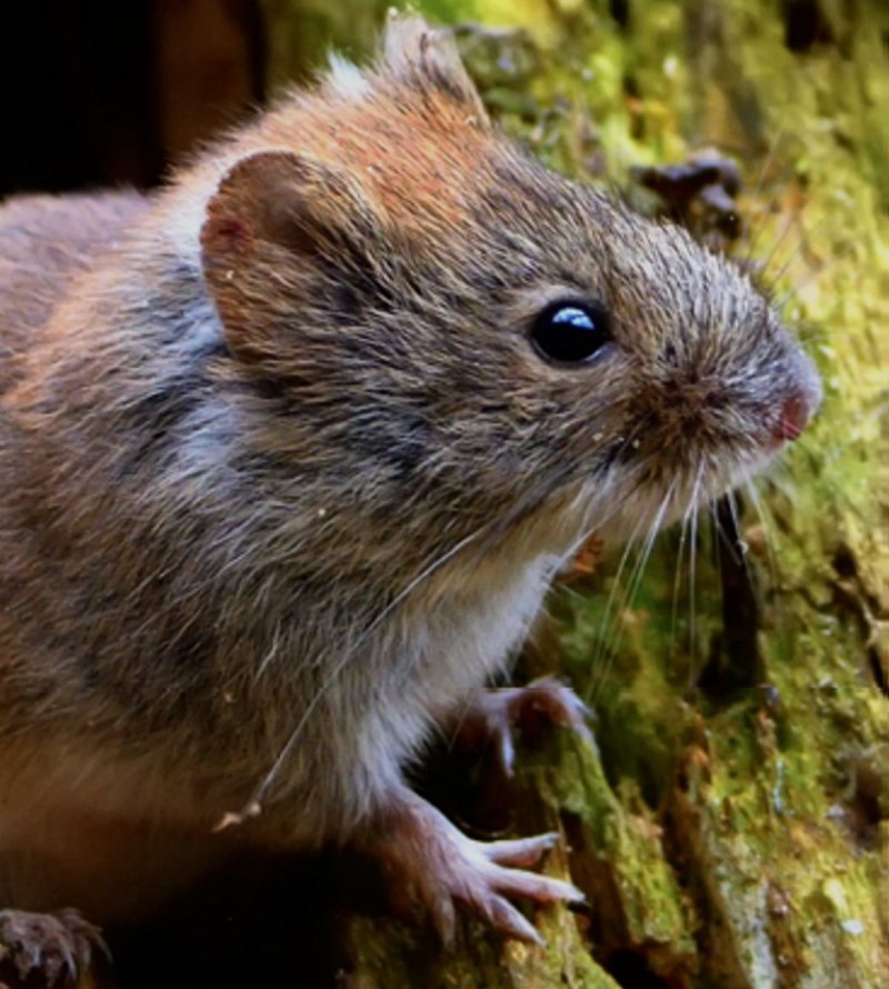 Желтогорлая мышь Apodemus flavicollis