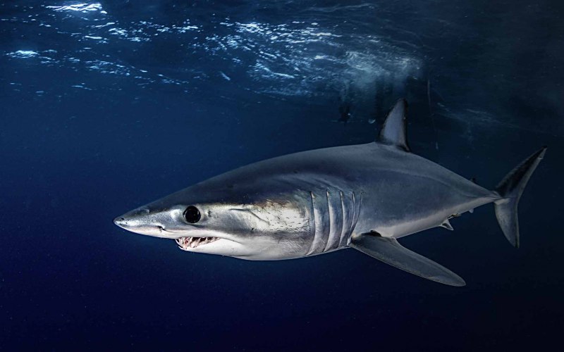 Carcharhinus brachyurus