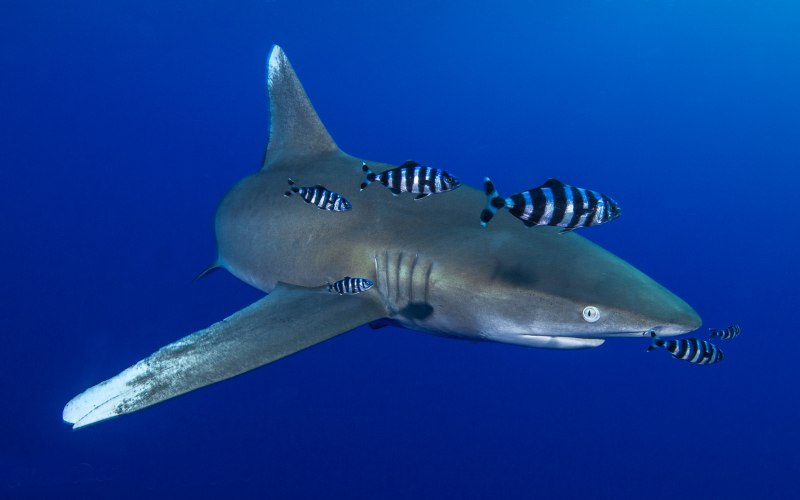 Aquilolamna milarcae