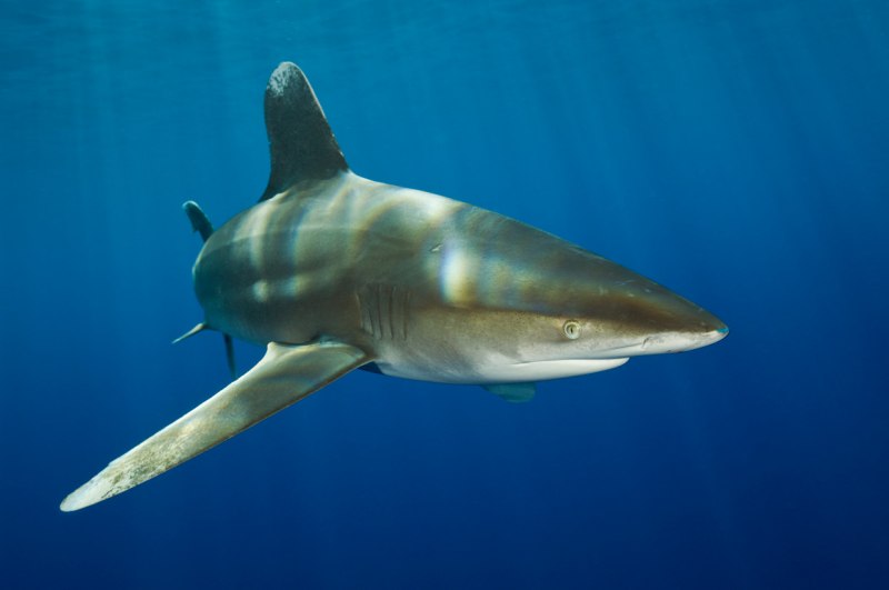 Oceanic длиннокрылая акула убийца