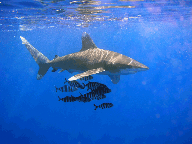 Longimanus Shark