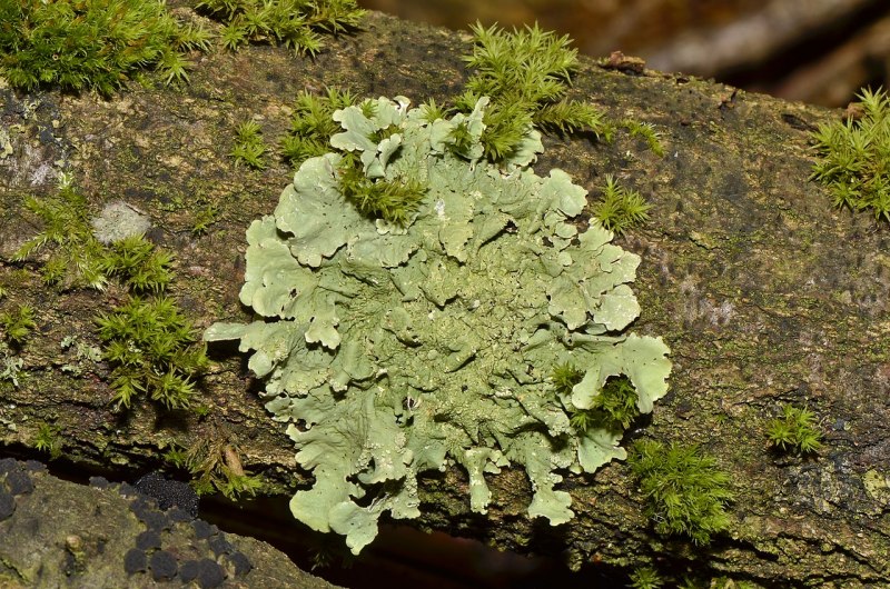 Лобария легочная Lobaria Pulmonaria