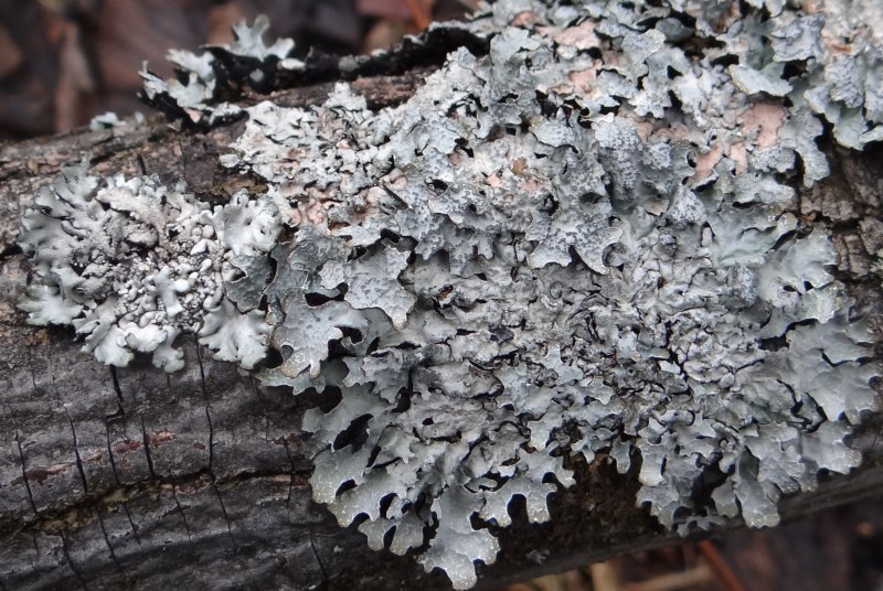 Пармелия грубоморщинистая (Parmelia ryssolea)