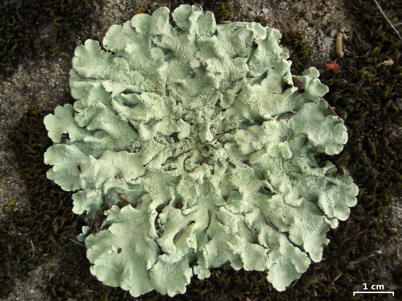 Xanthoria parietina лишайник