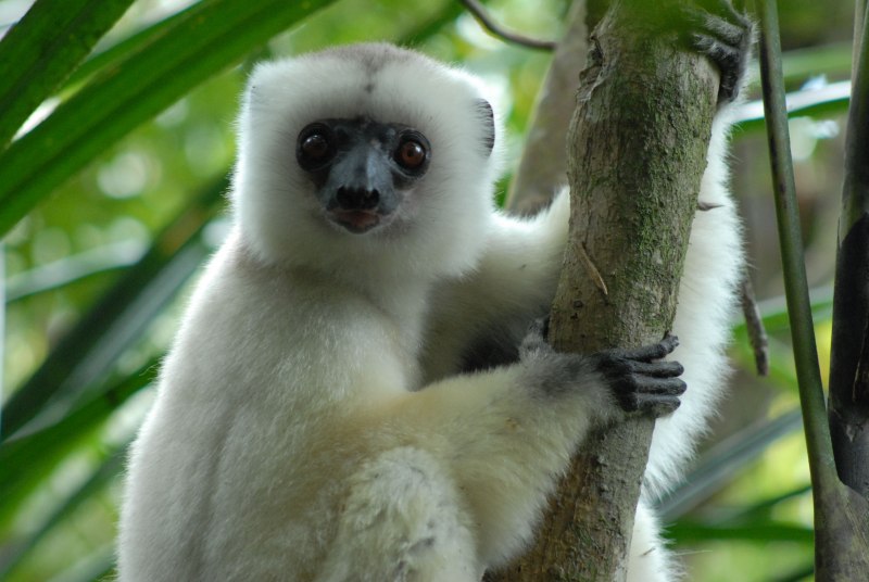 Propithecus candidus