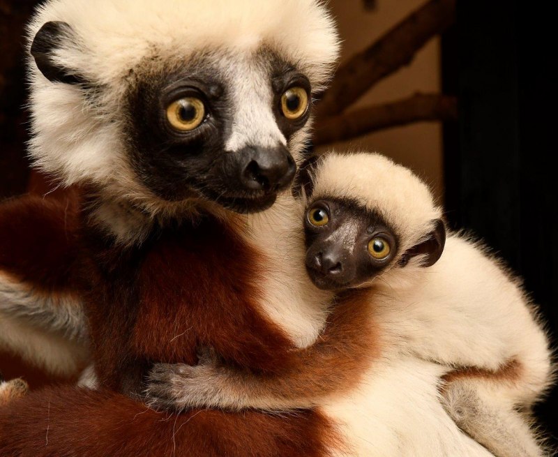 Coquerel's Sifaka