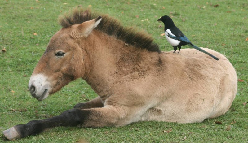 Лошадь Пржевальского Equus przewalskii