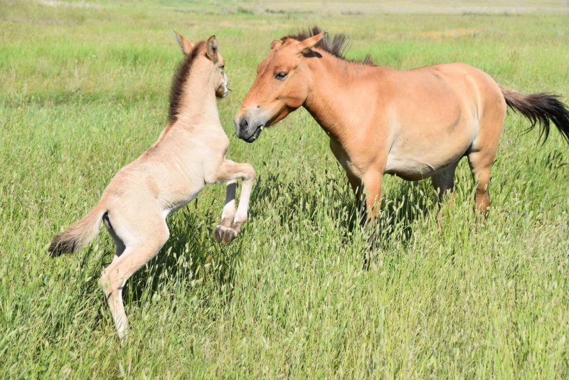 Лошадь Пржевальского Equus przewalskii