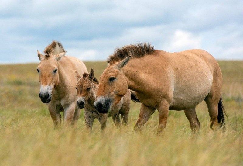 Лошадь Пржевальского Equus przewalskii