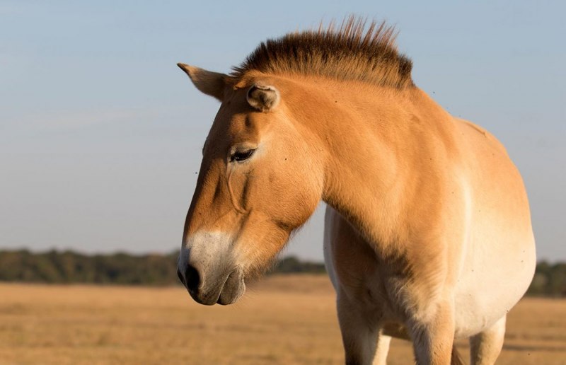 Лошадь Пржевальского Equus przewalskii