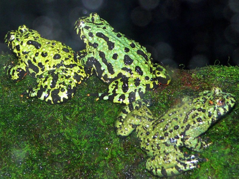 Bombina orientalis