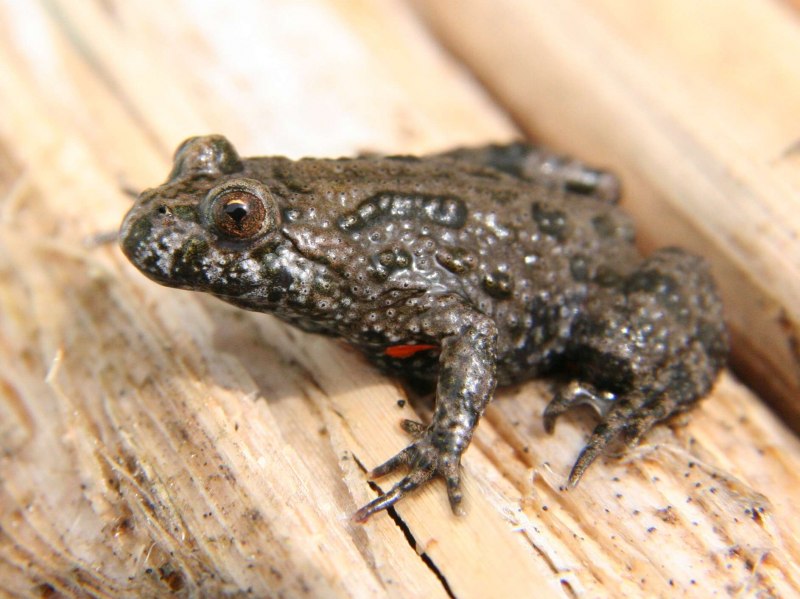 Bombina orientalis