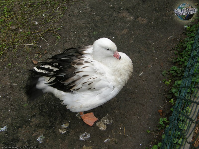 Самые красивые Дикие гуси