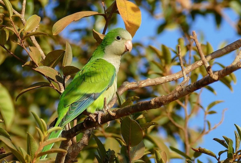 Myiopsitta monachus