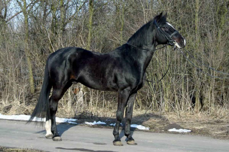 Орловская лошадь гнедая