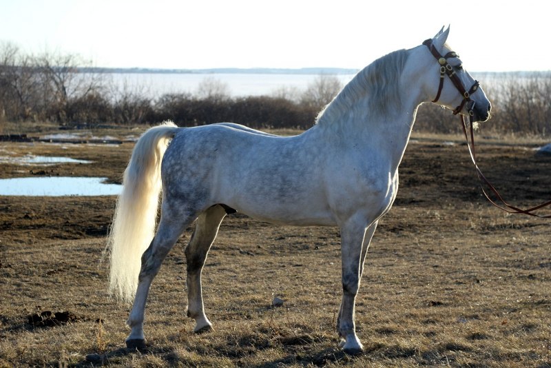 Орловский рысак