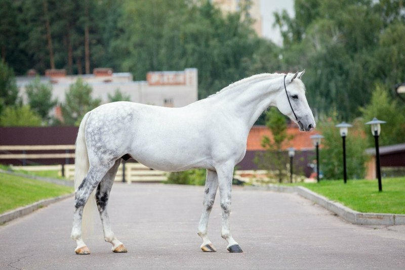 Рысаки Орловской породы