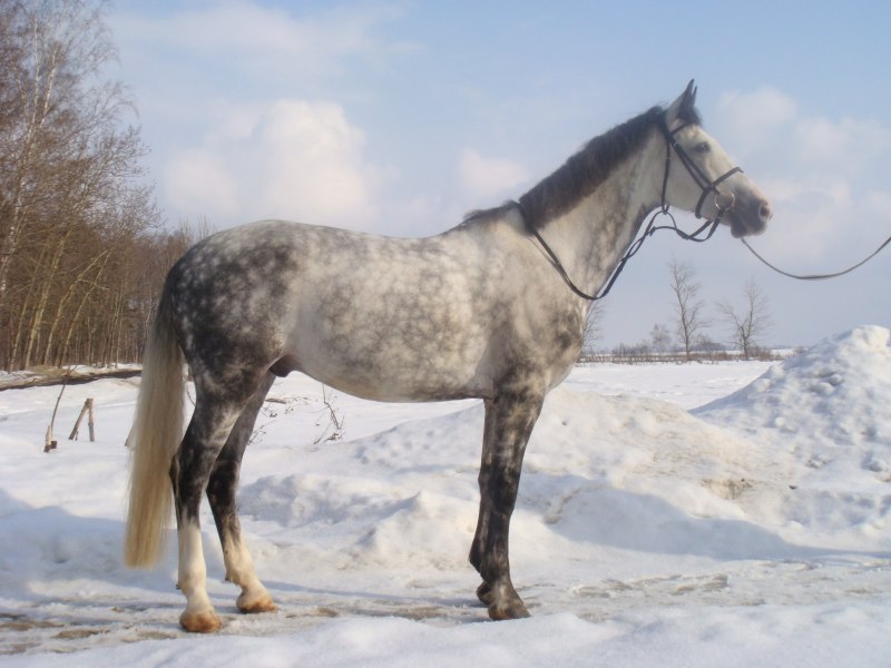 Лошадь породы Орловский рысак