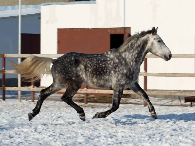 Лошадь породы Орловский рысак
