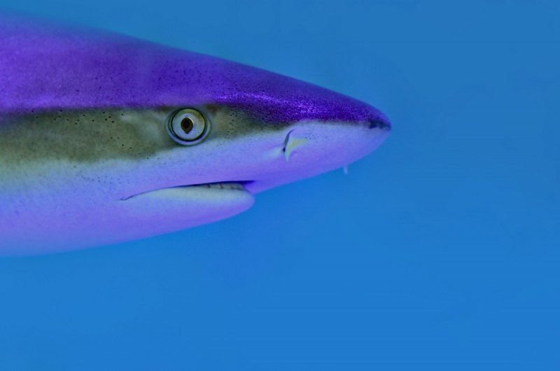 Shark discord