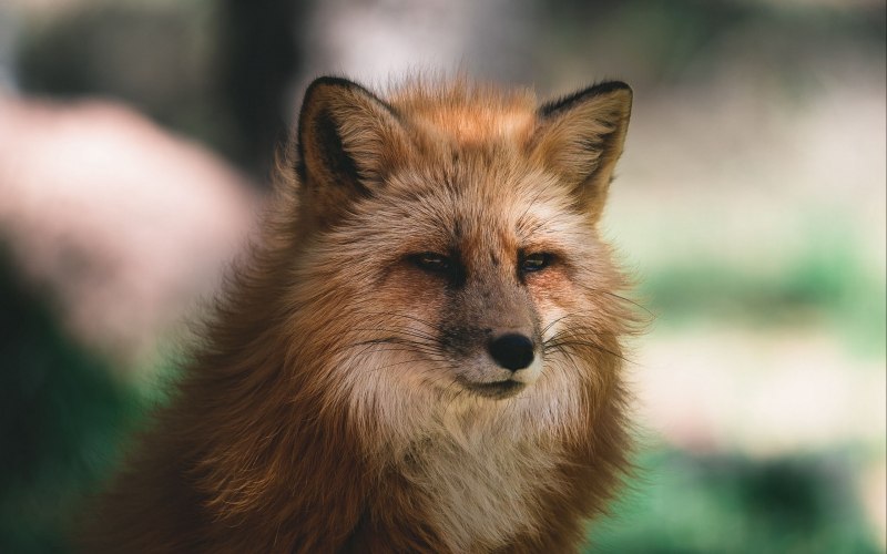 Коричневая лисица