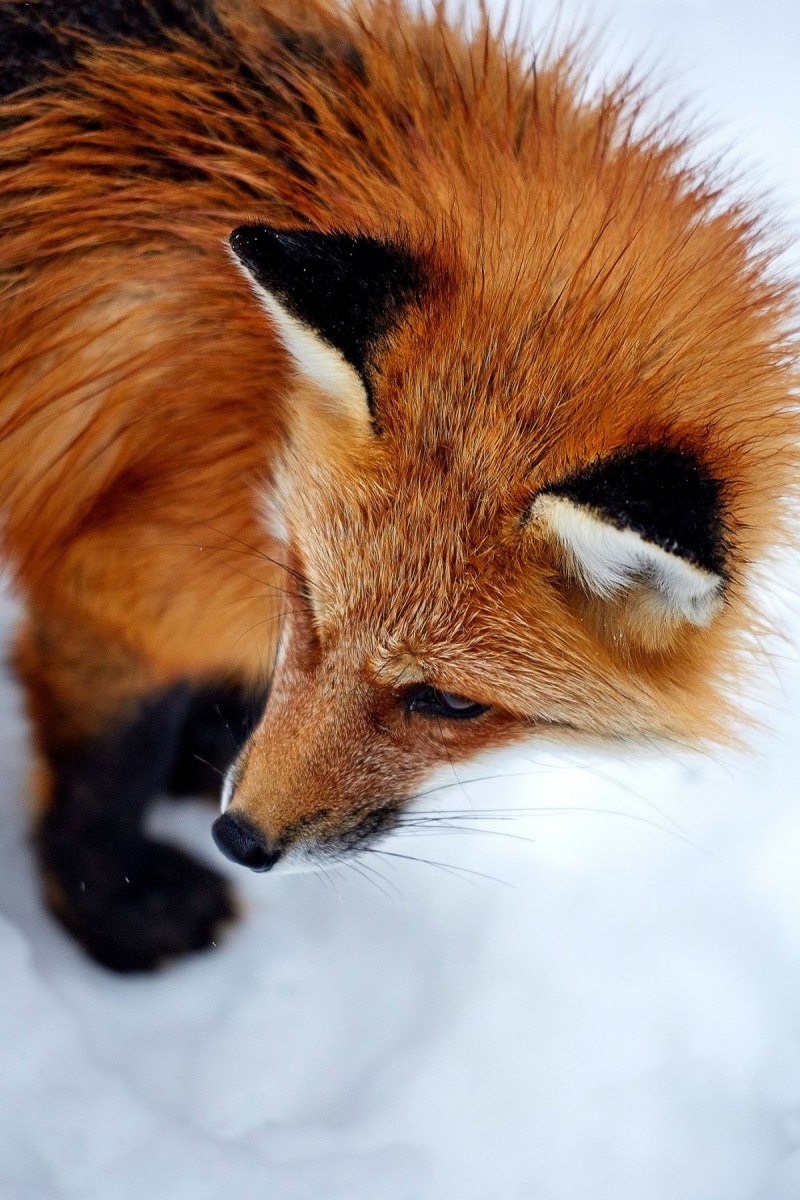 Коричневые лисы