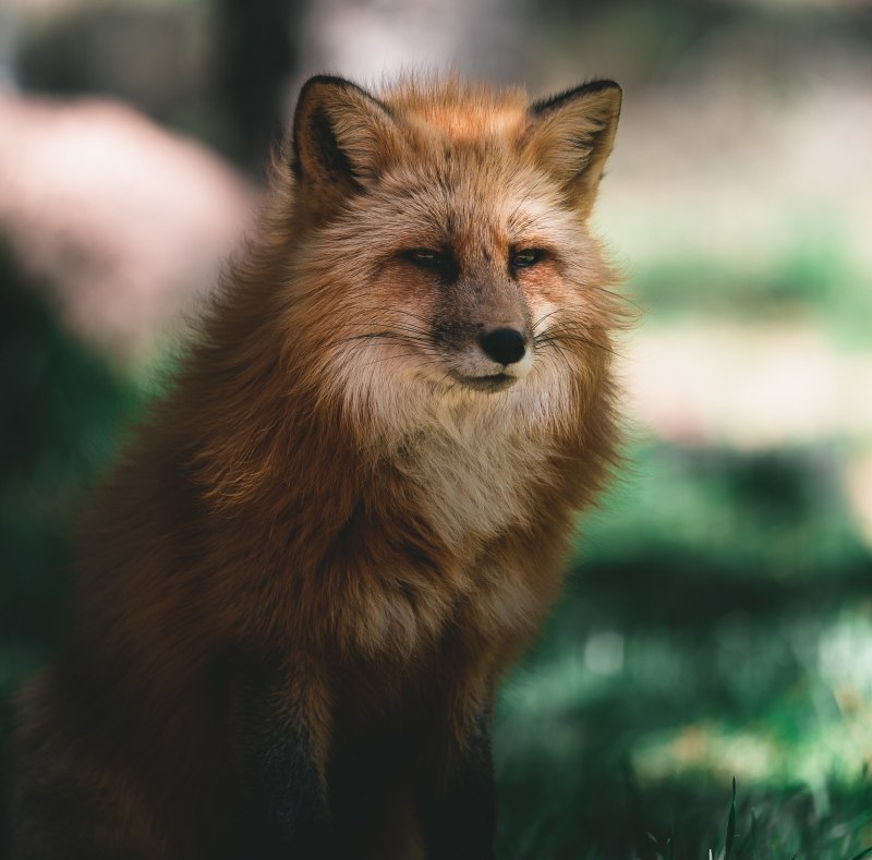 Фолклендская лисица