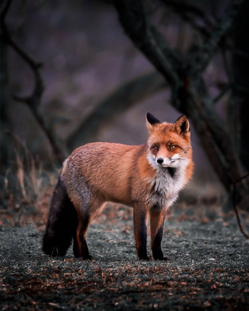 Коричневая лисица