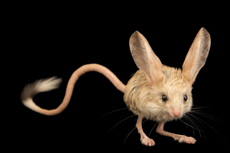 Карточки по английскому Jerboa