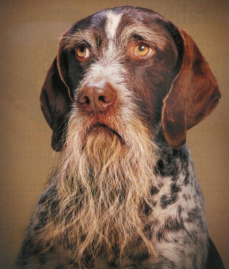 Bald Dog