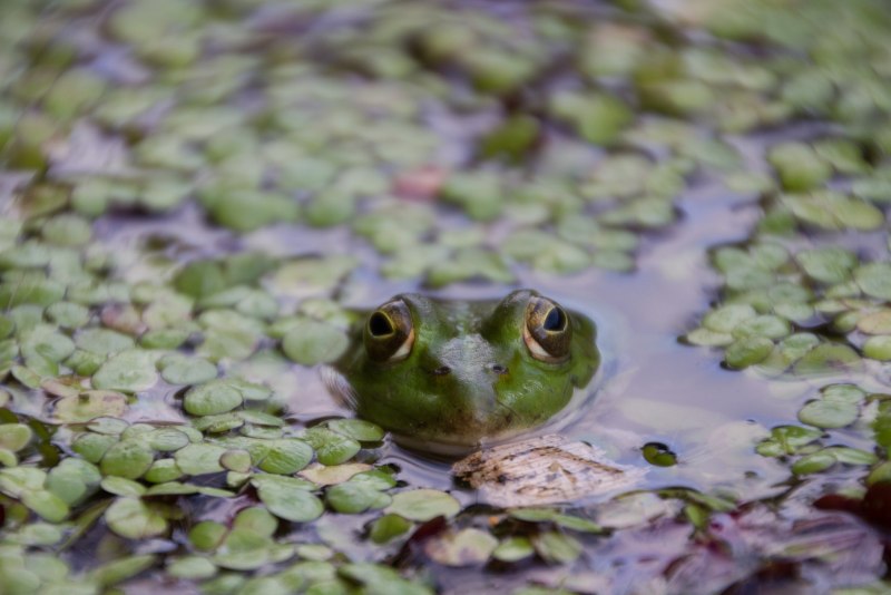 Африканский узкорот breviceps fuscus