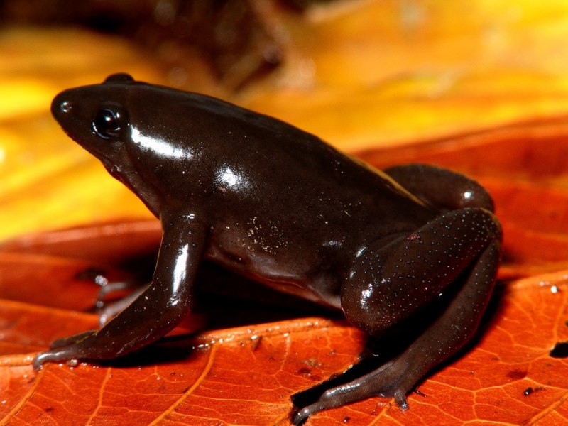 Лягушка breviceps fuscus