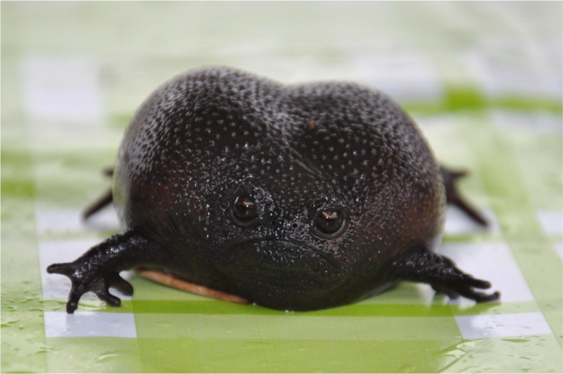 Африканский узкорот breviceps fuscus