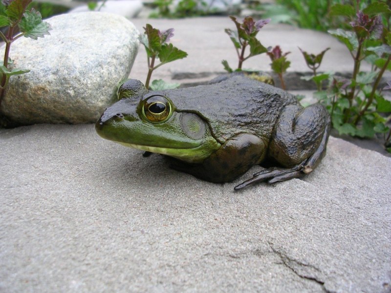 Капский узкорот