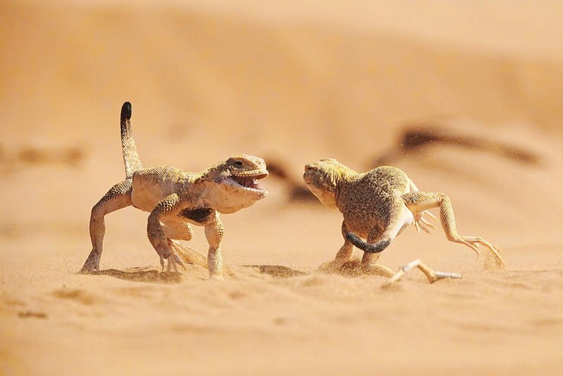 Песчаная круглоголовка Phrynocephalus interscapularis