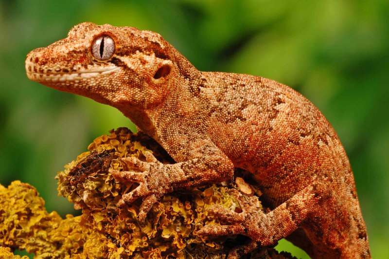Sitana attenboroughii
