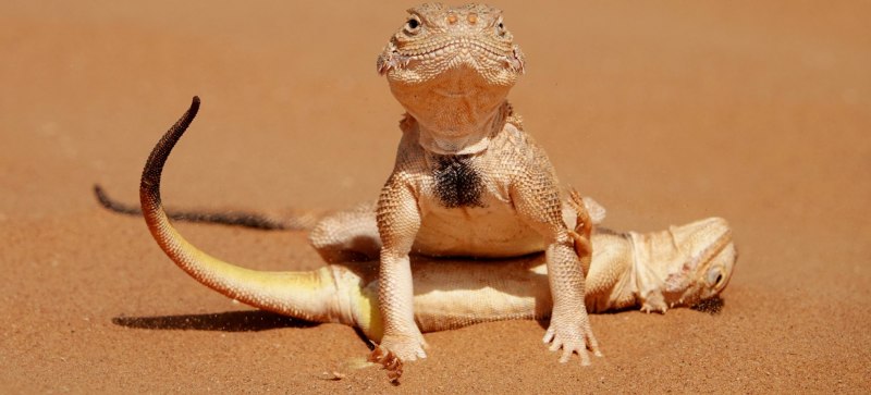 Ушастая круглоголовка (Phrynocephalus mystaceus
