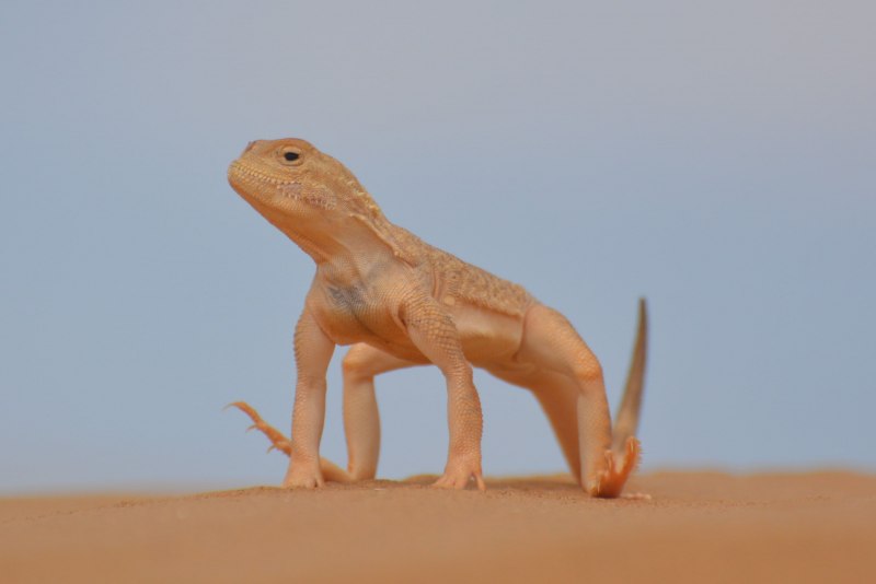 Phrynocephalus helioscopus