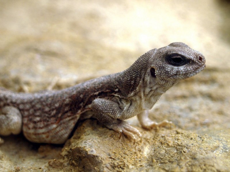 Phrynocephalus persicus