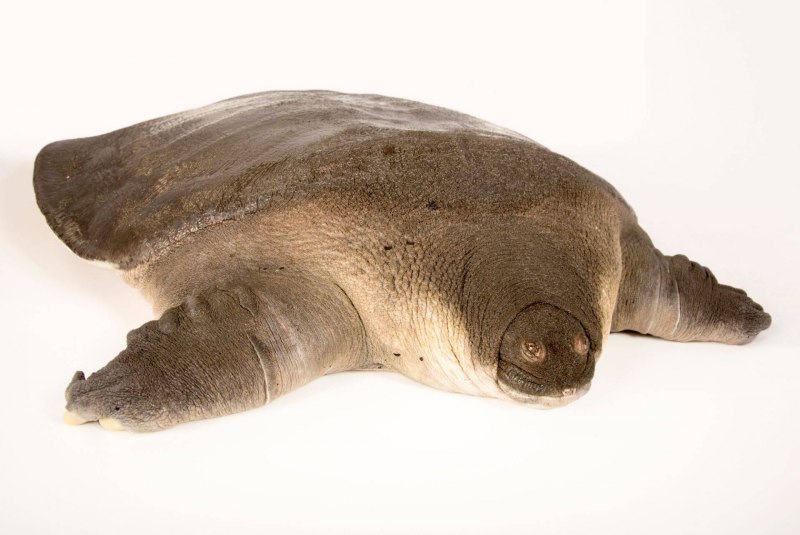 Pelochelys bibroni