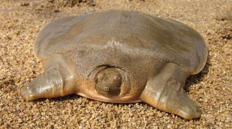 Pelochelys cantorii