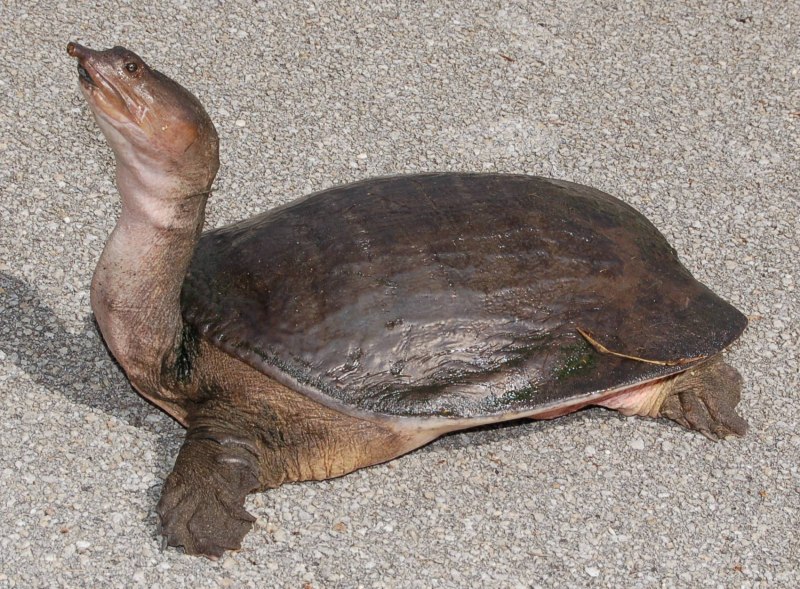 Apalone spinifera
