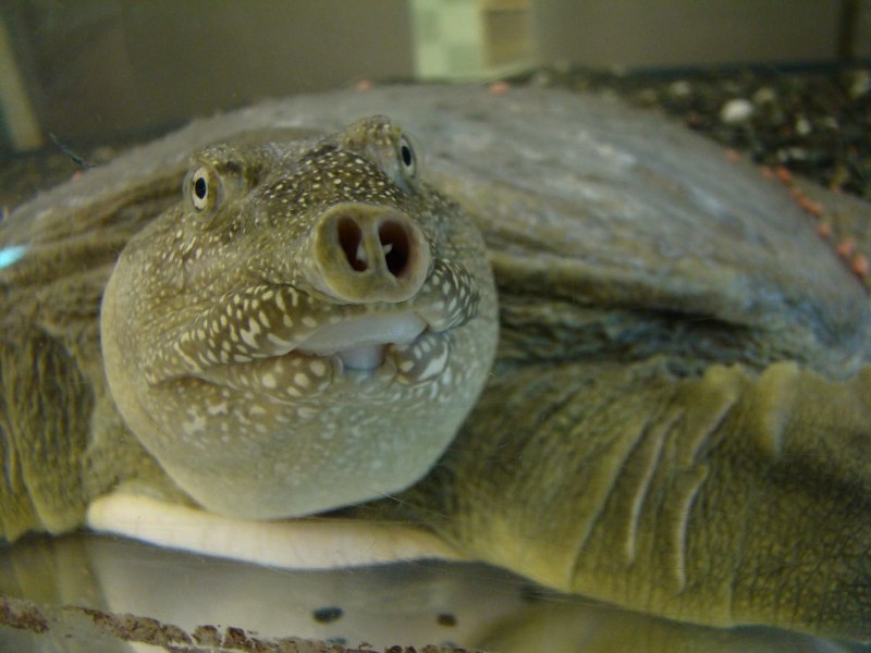 Дальневосточная черепаха Trionyx sinensis