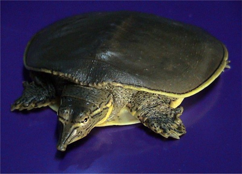 Rafetus swinhoei черепаха