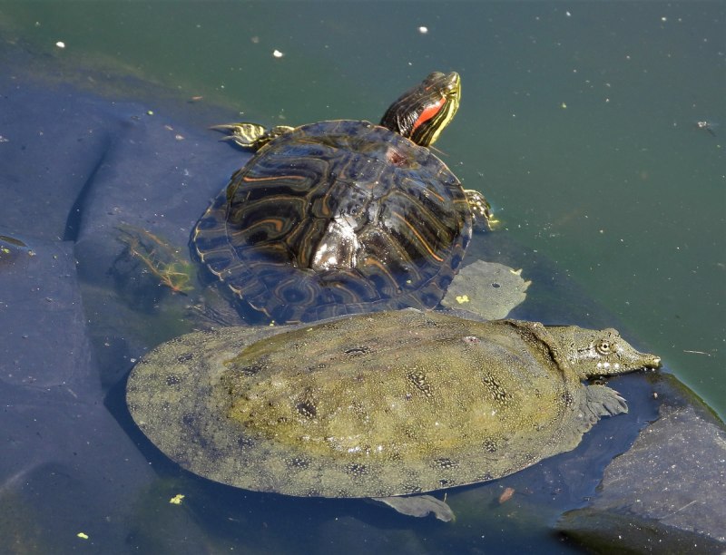 Pelochelys bibroni