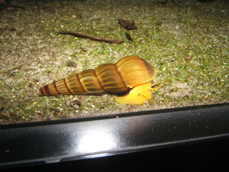 Tylomelania SPP.Rabbit Snail *оранжевый кролик*