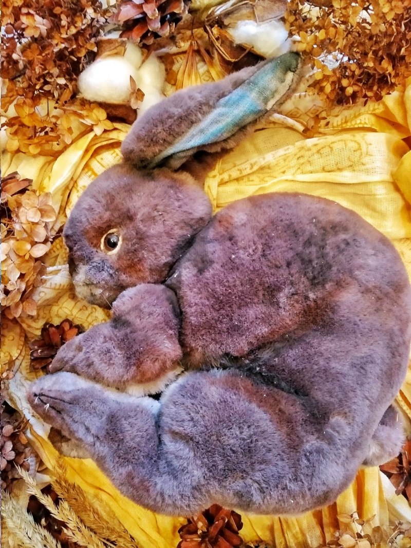 Улитка разделена на